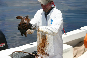 An EPA worker assisting affected marine life in Budgewoi Lake