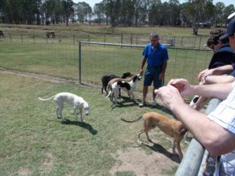 Master trainer and dog whisperer John Callaughan with some of Java's Group 1 litter